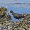 black-oystercatcher-juvenile-3