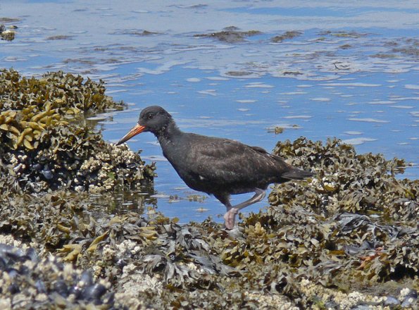 black-oystercatcher-juvenile-3