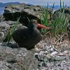 black-oystercatcher-on-egg