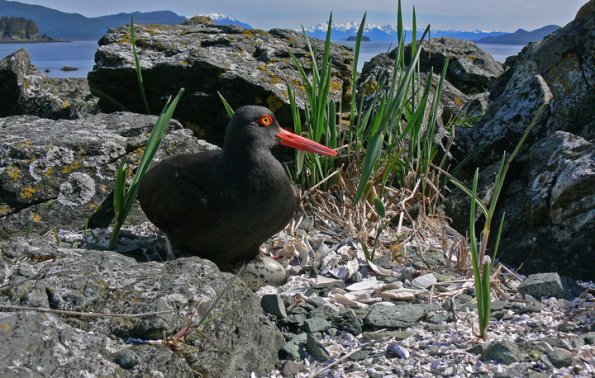 black-oystercatcher-on-egg