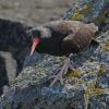 black-oystercatcher-up-close