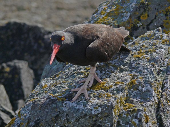 black-oystercatcher-up-close