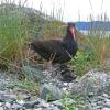 black-oystercatcher-with-chick