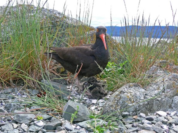 black-oystercatcher-with-chick