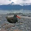 black-oystercatcher-with-chilkats