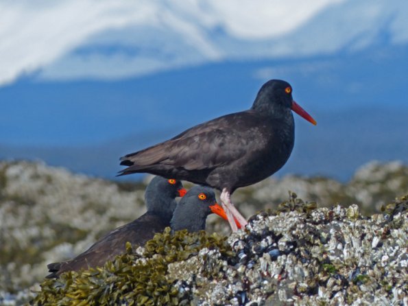 black-oystercatchers-portland-is-on-may-7