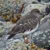 black-turnstone