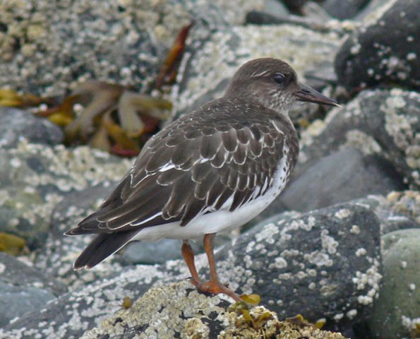 black-turnstone