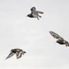 black-turnstones-in-flight