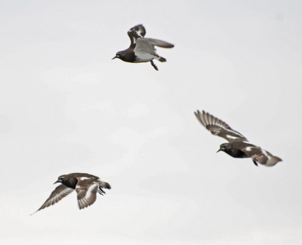 black-turnstones-in-flight
