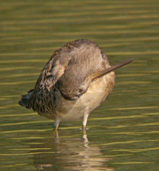 dowitcher-preening-2