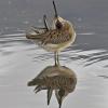 dowitcher-preening-in-odd-position