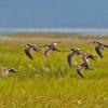 dowitchers-in-flight