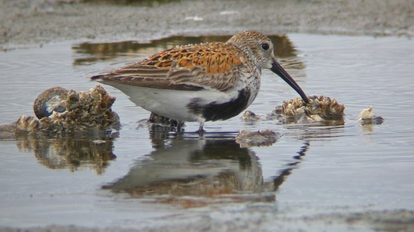 dunlin-1