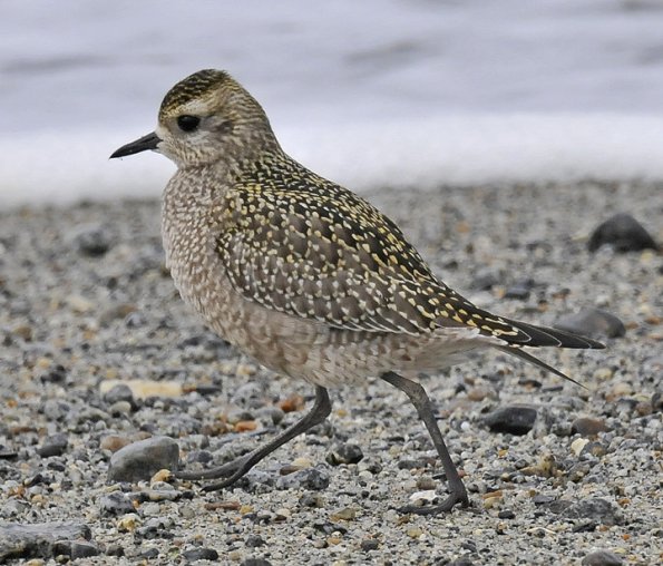 golden-plover