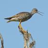 greater-yellowlegs-breeding-plumage