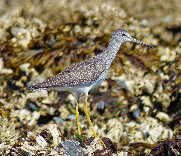 greater-yellowlegs-juvenile