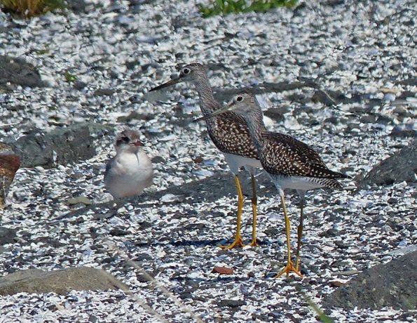greater-yellowlegs-juveniles-with-arctic-tern-juvenile
