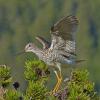 greater-yellowlegs-on-shore-pine