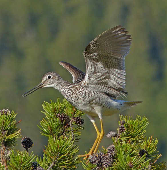 greater-yellowlegs-on-shore-pine