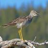 greater-yellowlegs-portrait