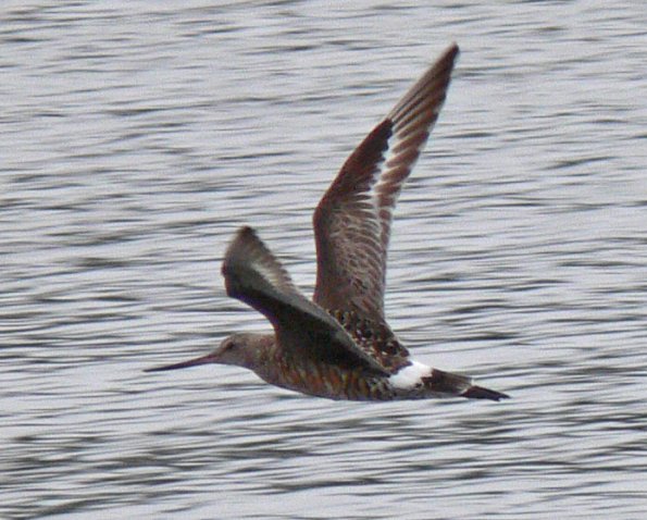 hudsonian-godwit-in-flight_1314420093