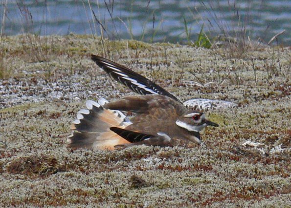 killdeer-in-broken-wing-act