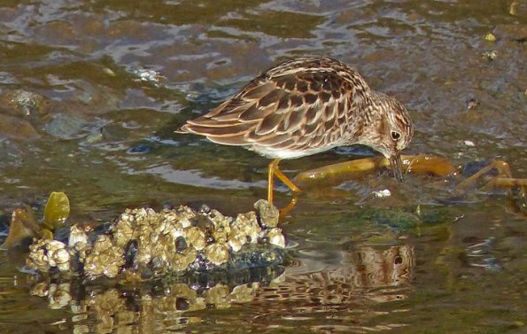 least-sandpiper-feeding_1399068496