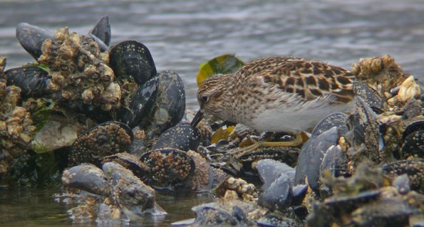 least-sandpiper-feeding
