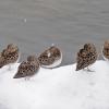 least-sandpipers-taking-a-snooze-in-the-snow