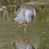 lesser-yellowlegs-with-foot-raised