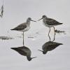 lesser-yellowlegs-with-reflections