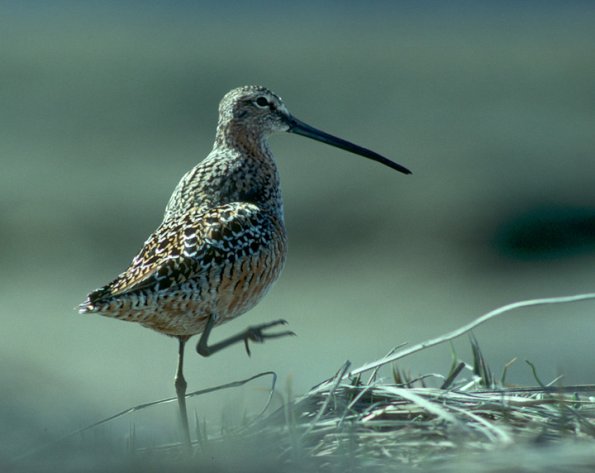 long-billed-dowitcher