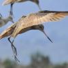 marbled-godwit-landing