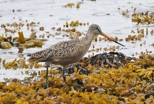 marbled-godwit