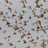 marbled-godwits-in-flight