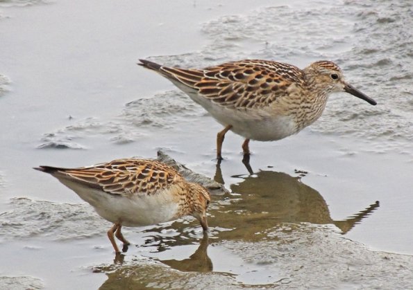 pectoral-sandpipers-showing-size-difference