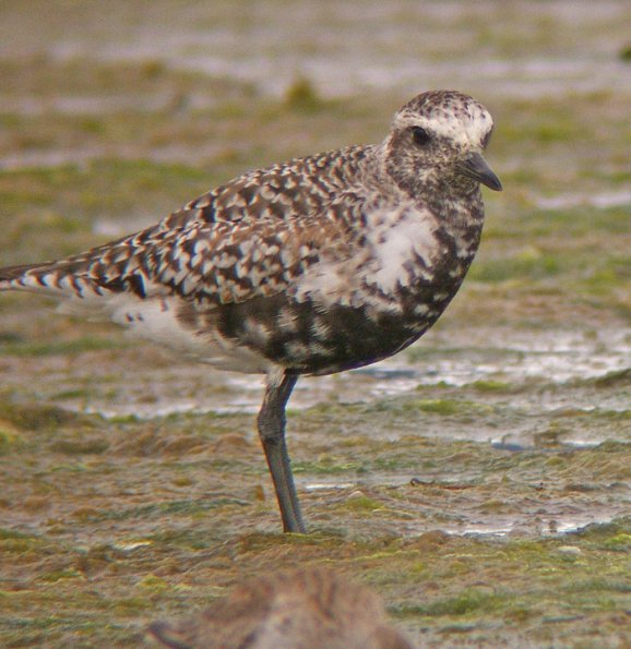 plover-unsure-of-species-