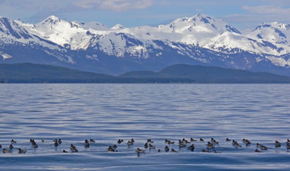 red-necked-phalaropes-on-salt-water