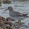 rock-sandpiper-adult-nonbreeding