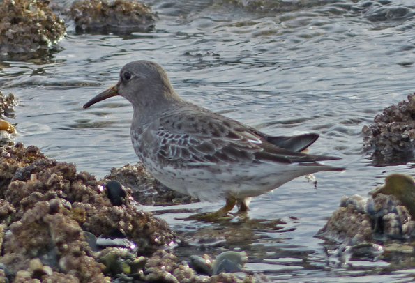 rock-sandpiper-adult-nonbreeding