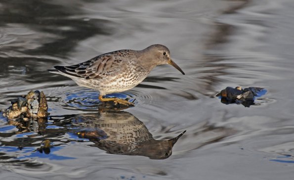 rock-sandpiper-at-sheep-creek