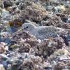 rock-sandpiper-attempting-to-hide