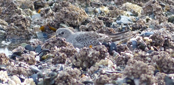 rock-sandpiper-attempting-to-hide