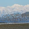 rock-sandpiper-flock-eagle-beach