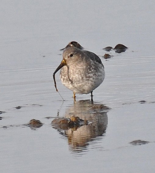 rock-sandpiper-with-worm