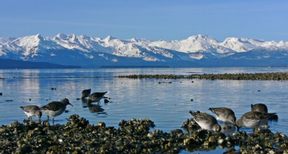 rock-sandpipers-3-eagle-beach-juneau-feb.-16-2007