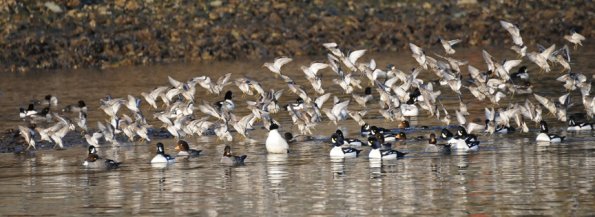 rock-sandpipers-and-barrow-s-goldeneyes