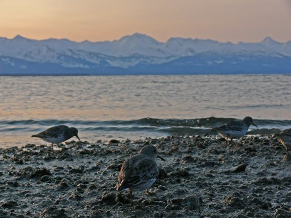 rock-sandpipers-and-chilkat-mountains