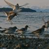 rock-sandpipers-at-eagle-beach-juneau